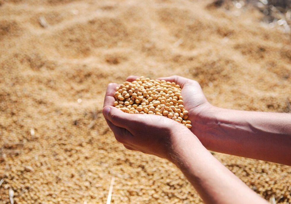 Hand holding soybeans on sandy ground, promoting plant-based protein benefits.